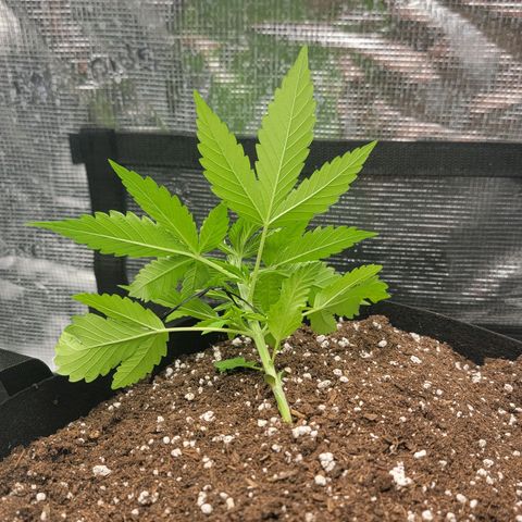 Old School Purple Nuggets growlog timeline photo