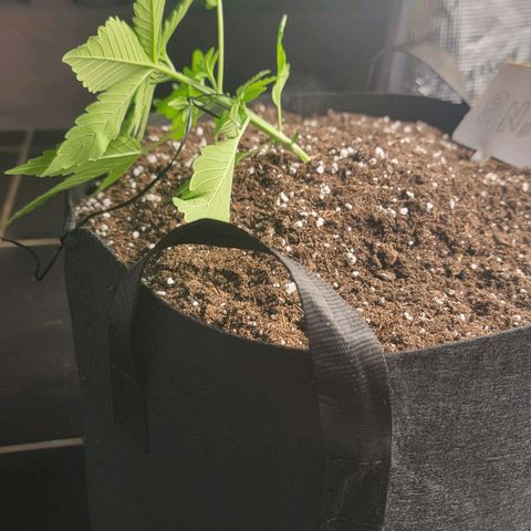Old School Purple Nuggets growlog timeline photo