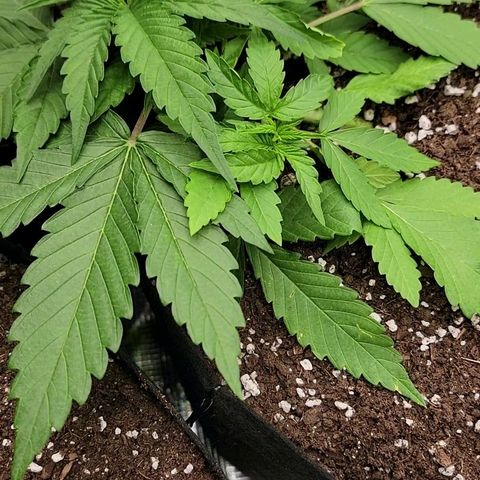 Old School Purple Nuggets growlog timeline photo