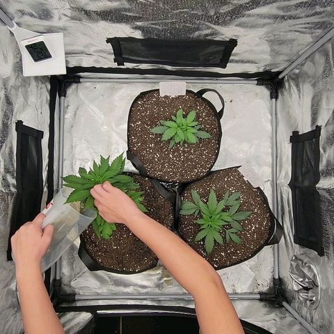 Old School Purple Nuggets growlog timeline photo