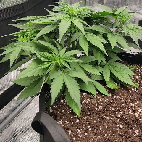 Old School Purple Nuggets growlog timeline photo