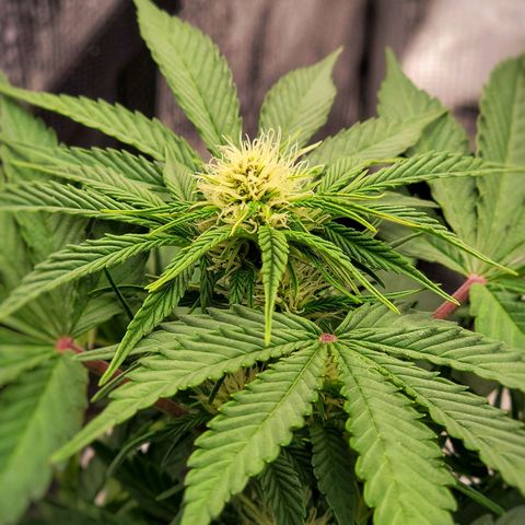 Old School Purple Nuggets growlog timeline photo