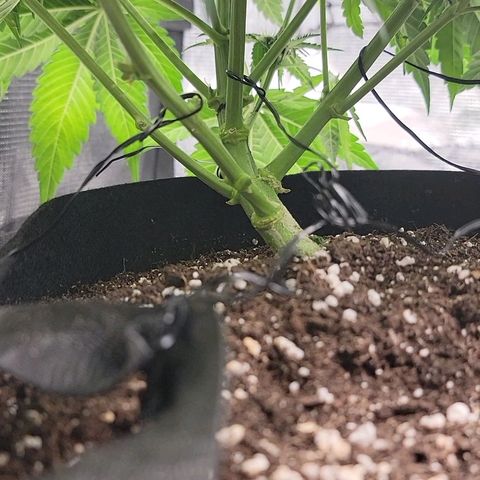 Old School Purple Nuggets growlog timeline photo