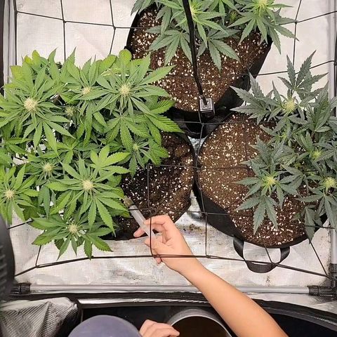 Old School Purple Nuggets growlog timeline photo