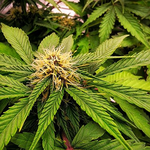 Old School Purple Nuggets growlog timeline photo