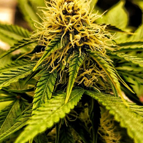 Old School Purple Nuggets growlog timeline photo
