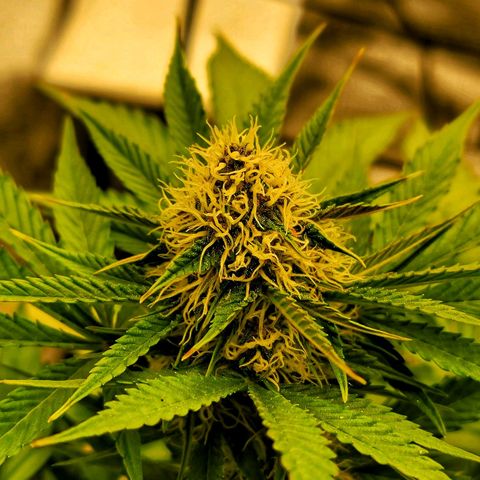 Old School Purple Nuggets growlog timeline photo