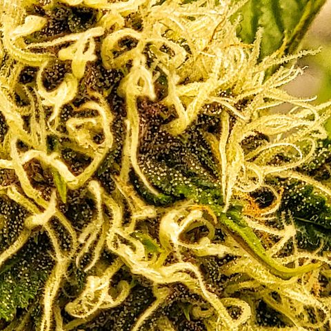 Old School Purple Nuggets growlog timeline photo