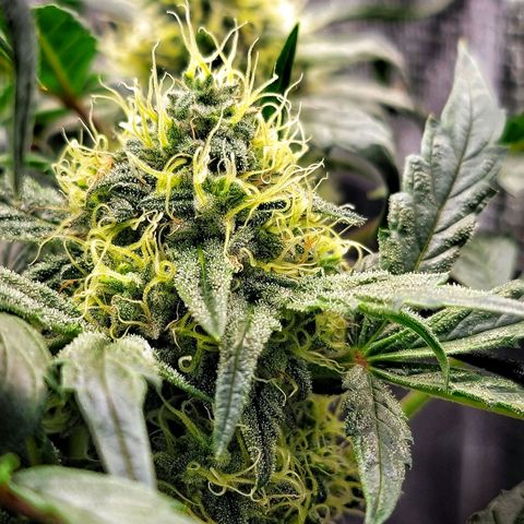 Ice 'n' Baked(Mutante) growlog timeline photo