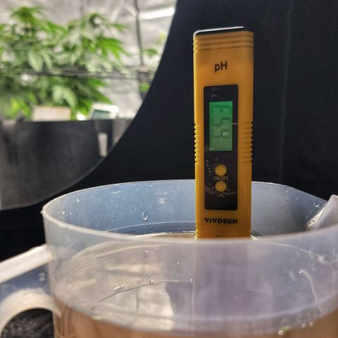 Old School Purple Nuggets growlog timeline photo