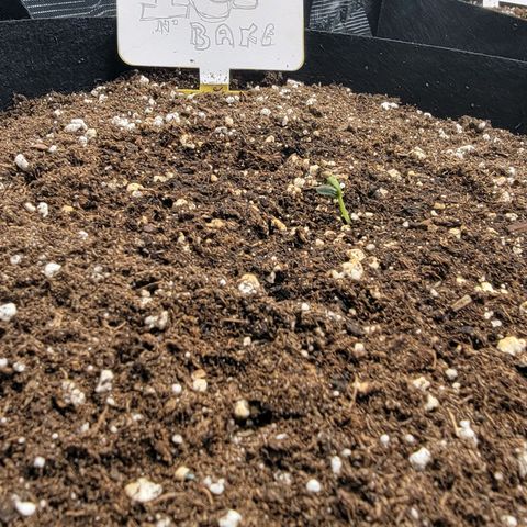 Ice 'n' Baked  growlog timeline photo