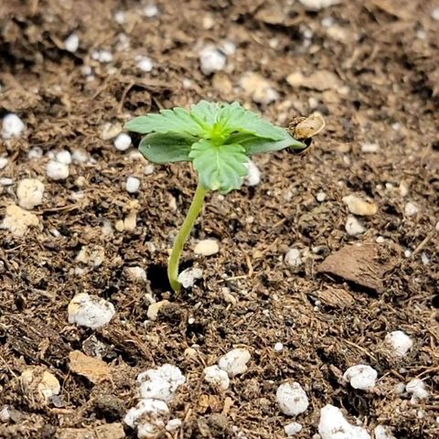 Ice 'n' Baked  growlog timeline photo