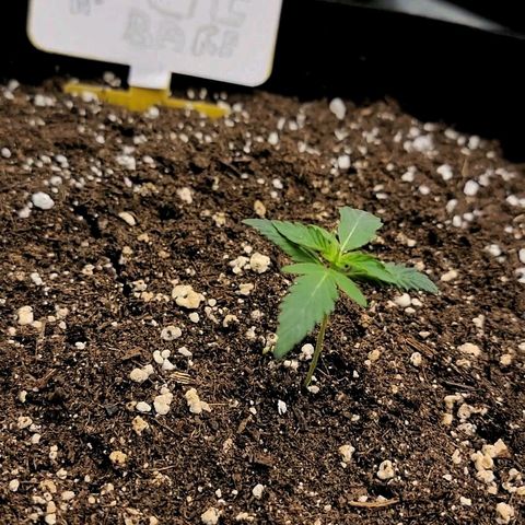 Ice 'n' Baked  growlog timeline photo