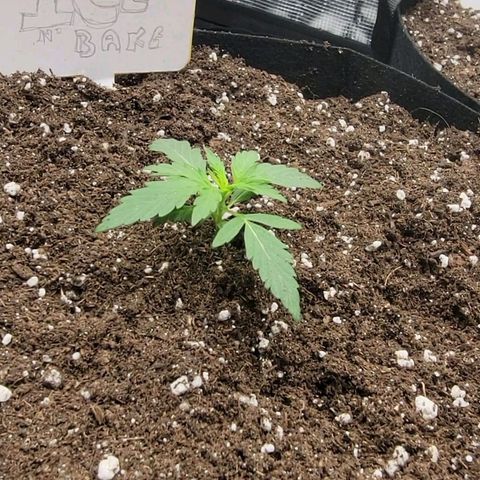 Ice 'n' Baked  growlog timeline photo