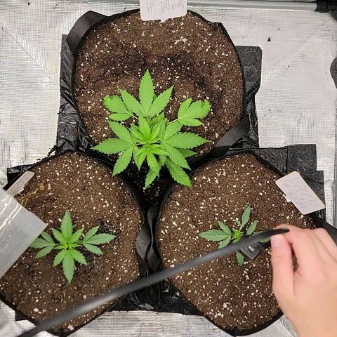 Ice 'n' Baked  growlog timeline photo