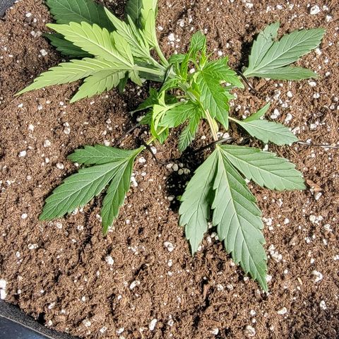 Ice 'n' Baked  growlog timeline photo