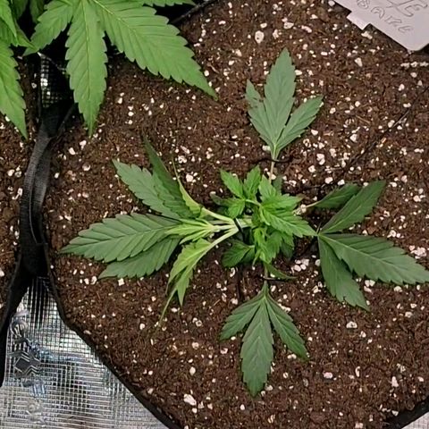 Ice 'n' Baked  growlog timeline photo
