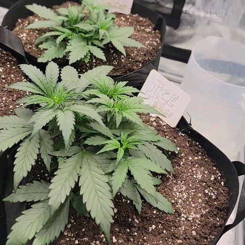 Ice 'n' Baked  growlog timeline photo