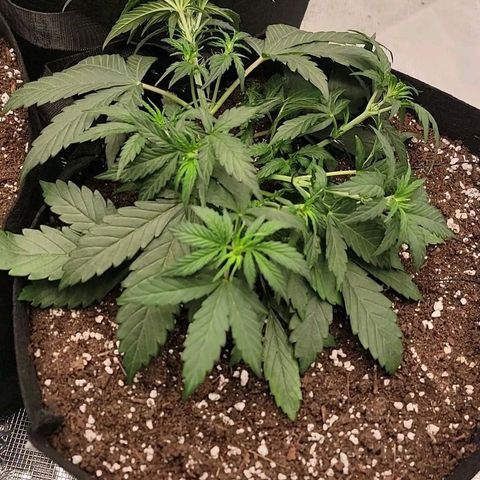 Ice 'n' Baked  growlog timeline photo