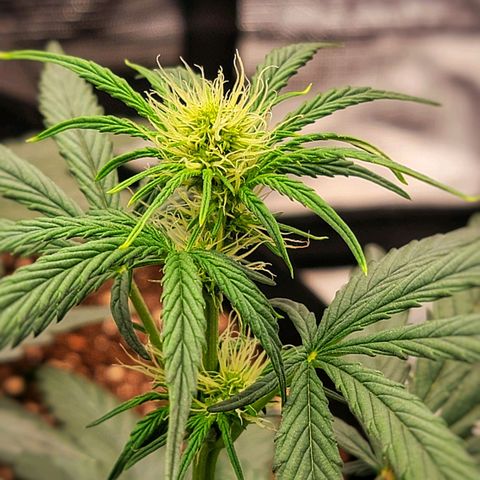 Ice 'n' Baked  growlog timeline photo
