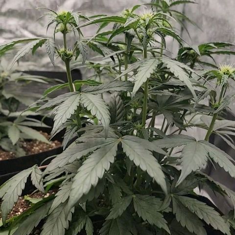 Ice 'n' Baked  growlog timeline photo