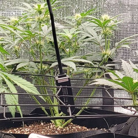 Ice 'n' Baked  growlog timeline photo