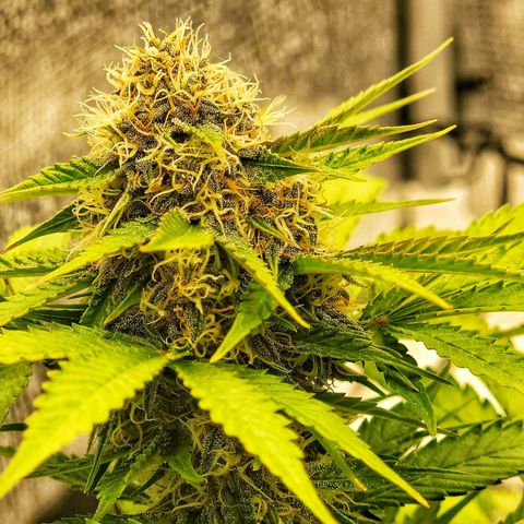 Old School Purple Nuggets growlog timeline photo