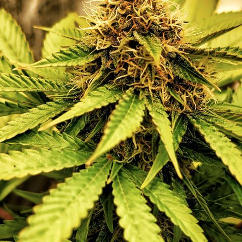 Old School Purple Nuggets growlog timeline photo