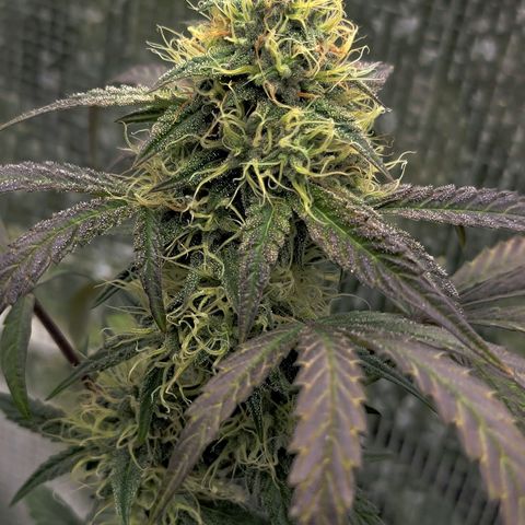 Ice 'n' Baked  growlog timeline photo