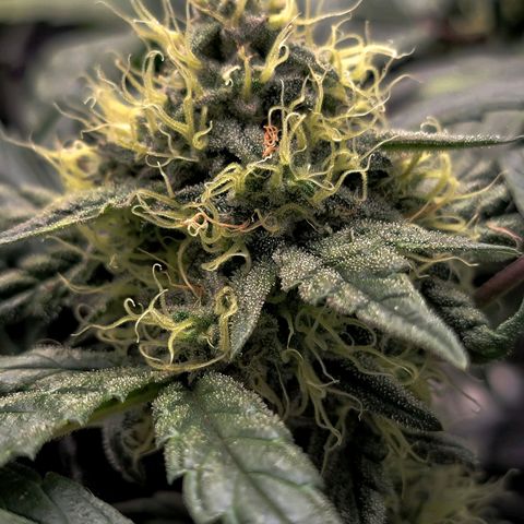 Ice 'n' Baked(Mutante) growlog timeline photo