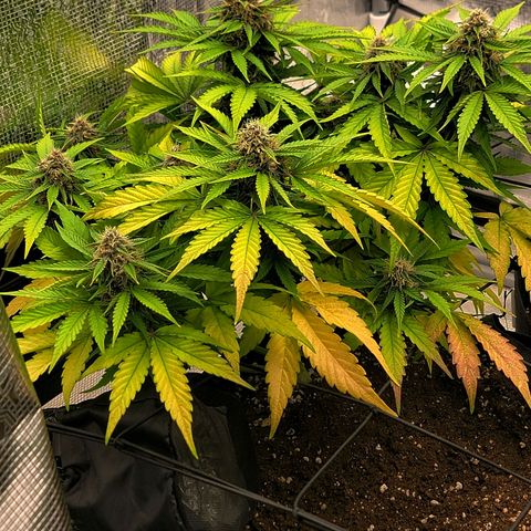 Old School Purple Nuggets growlog timeline photo