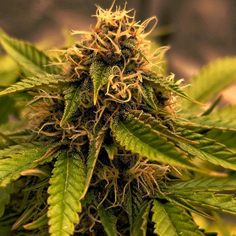 Old School Purple Nuggets growlog timeline photo
