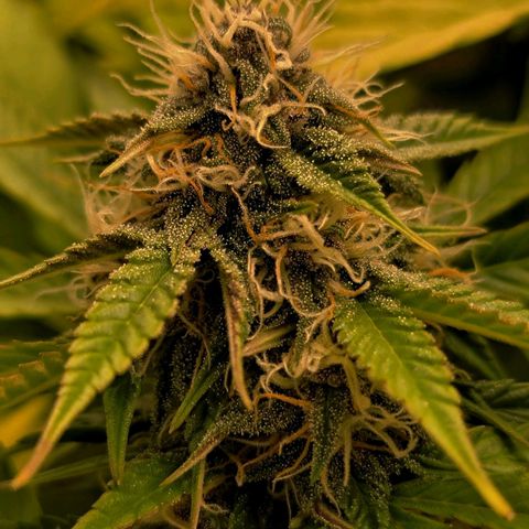 Old School Purple Nuggets growlog timeline photo
