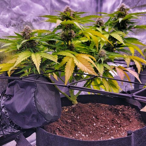 Old School Purple Nuggets growlog timeline photo