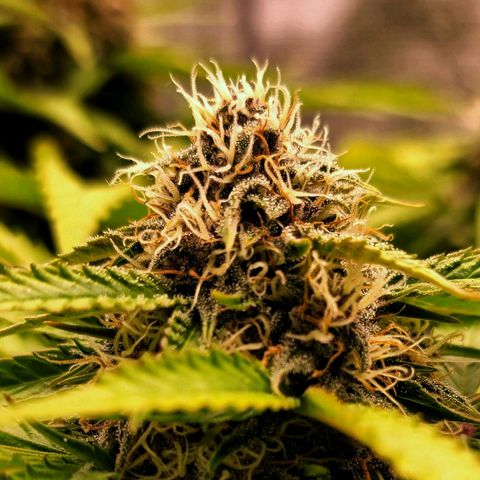 Old School Purple Nuggets growlog timeline photo
