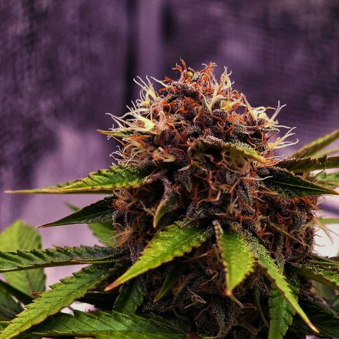 Old School Purple Nuggets growlog timeline photo