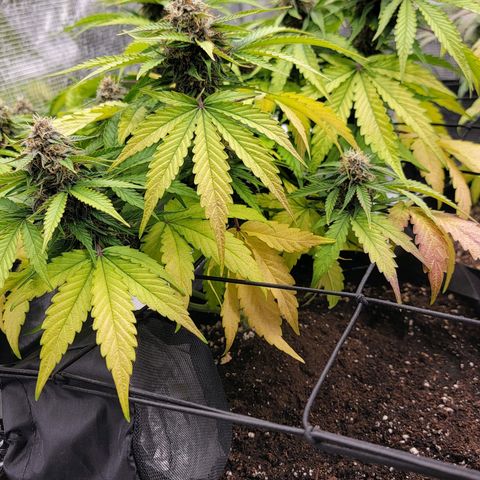 Old School Purple Nuggets growlog timeline photo