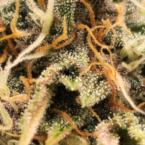 Old School Purple Nuggets growlog timeline photo