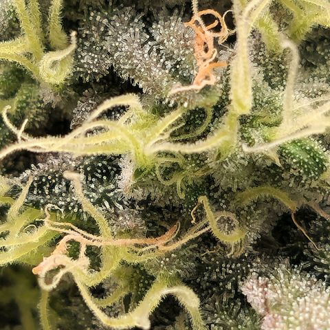 Ice 'n' Baked(Mutante) growlog timeline photo