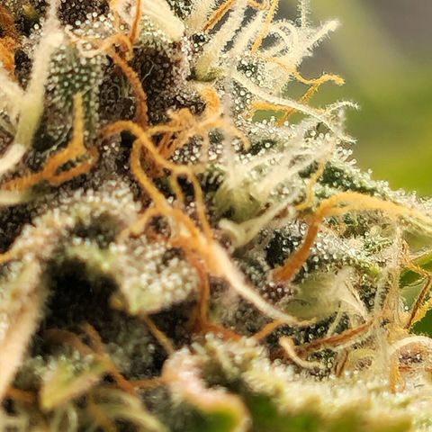 Old School Purple Nuggets growlog timeline photo