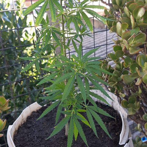 Frida  growlog timeline photo