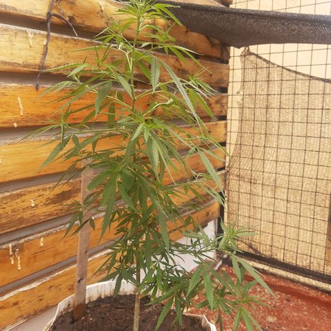 Frida  growlog timeline photo