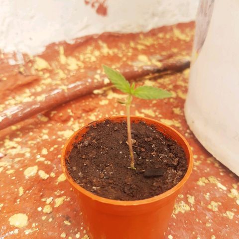 Tiwaz growlog timeline photo