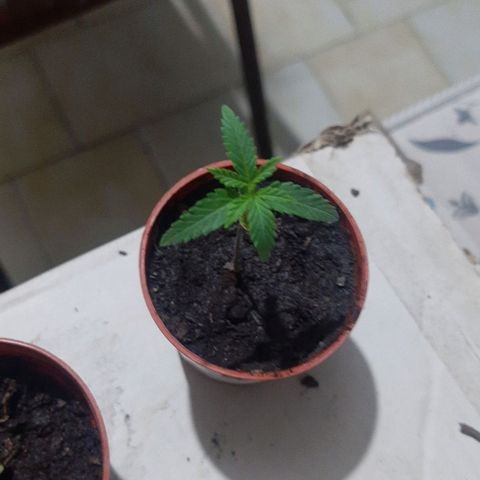 Tiwaz growlog timeline photo