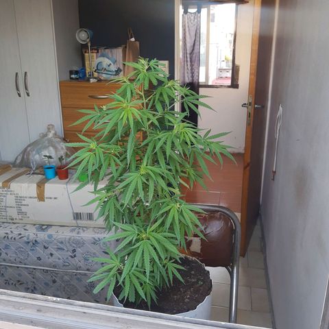 Frida  growlog timeline photo
