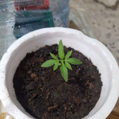 Tiwaz growlog timeline photo