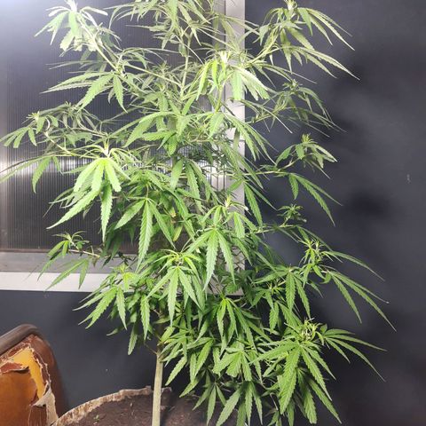 Frida  growlog timeline photo