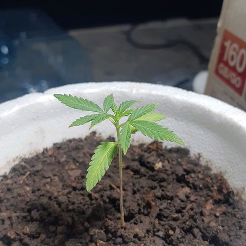 Tiwaz growlog timeline photo