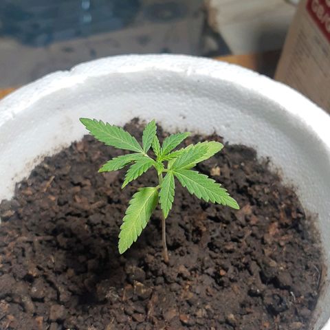 Tiwaz growlog timeline photo