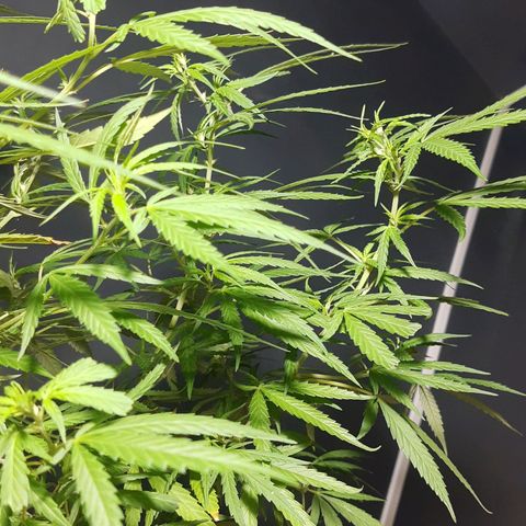Frida  growlog timeline photo